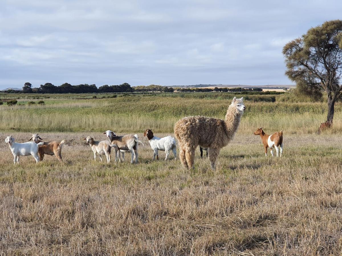 Coorong Island Retreat - Farm Stay At Pet Friendly Property Meningie Exterior foto